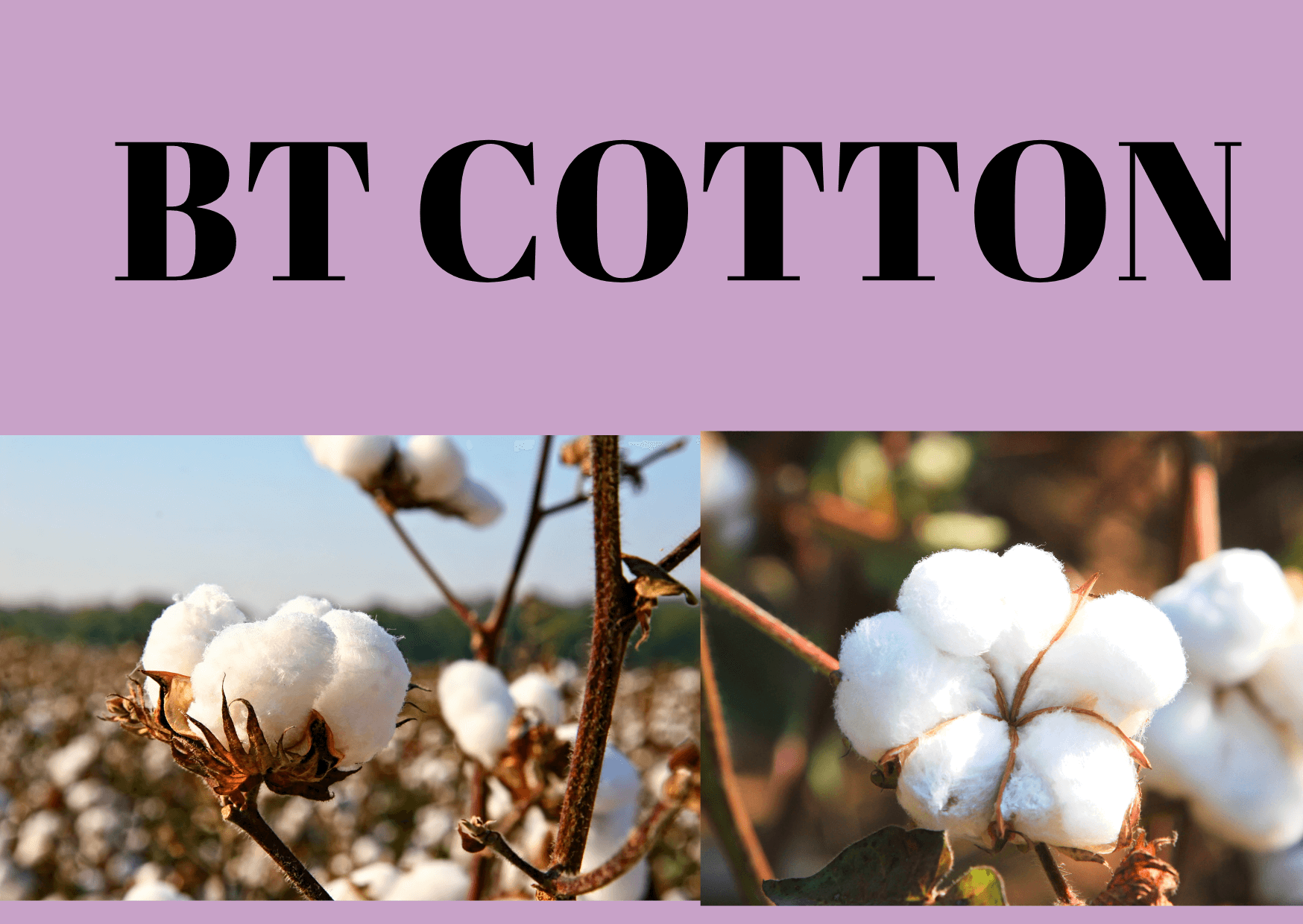 Bt Cotton